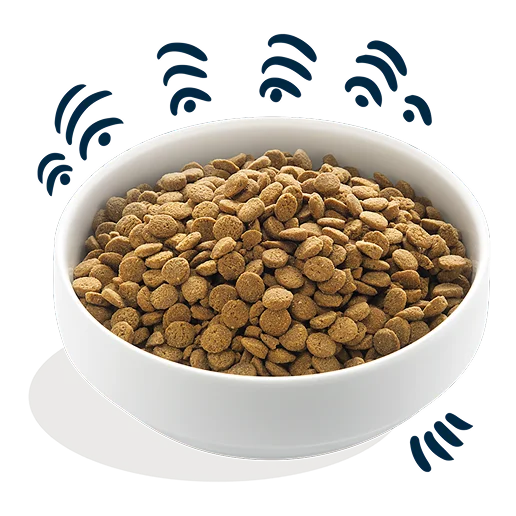 Salmon Grain Dog Kibble